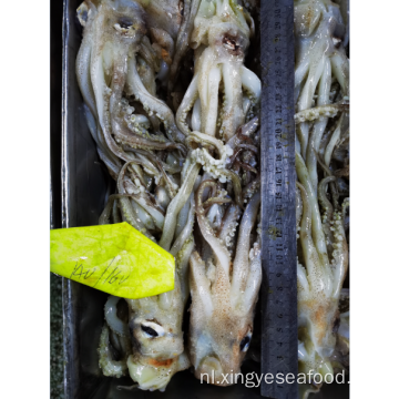 Bevroren Squid Tentacle Nototodarus Sloanii 140-160g